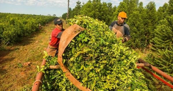 Explora los detalles sobre UATRE: con nuevo aumento y escala salarial definida, cuánto cobro en junio 2025. Noticias actualizadas y análisis profundos en InfoNow.