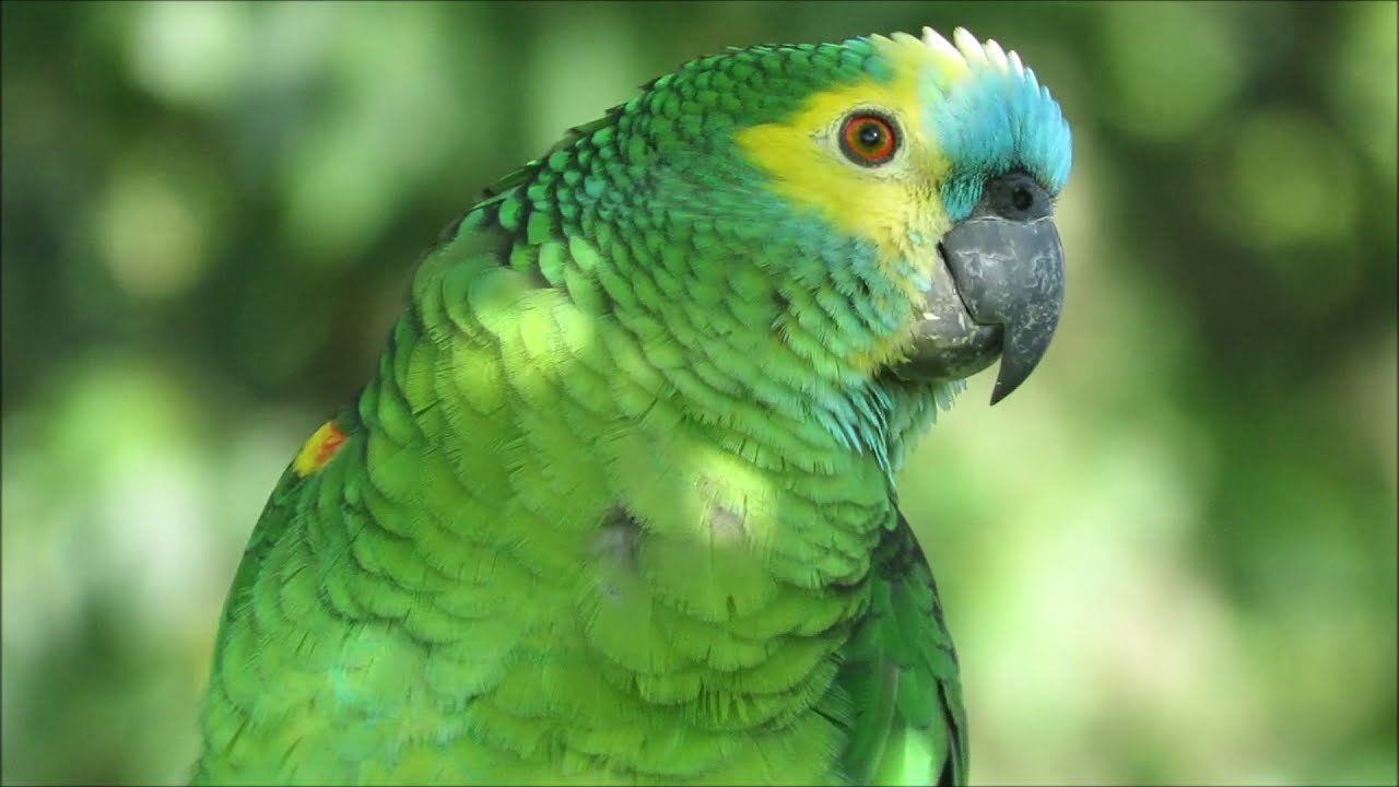 Tras veinte años sin dejar rastro, reapareció en Argentina una de las aves más poderosas de Sudamérica en El Cronista, Información General