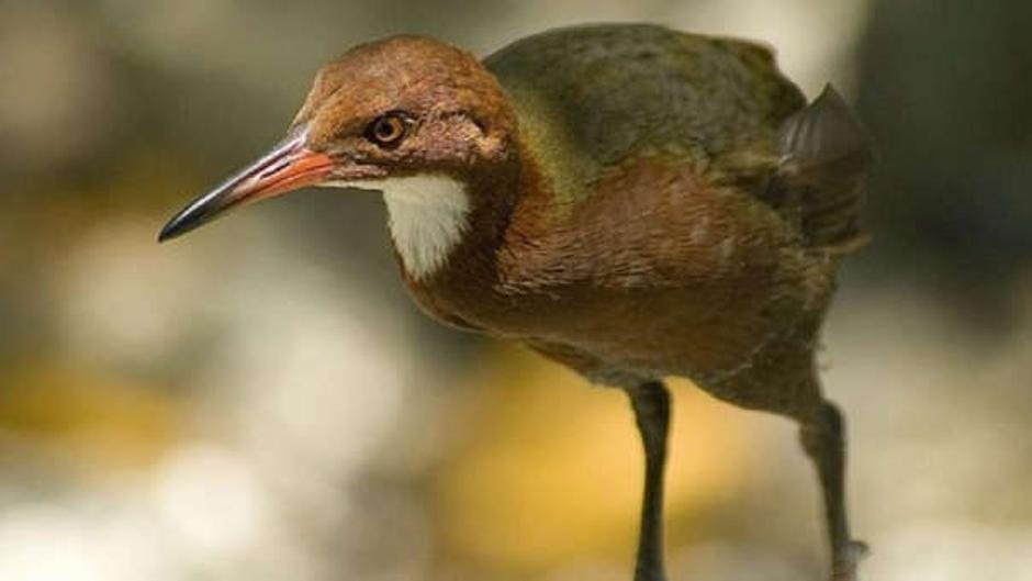 Tras veinte años sin dejar rastro, reapareció en Argentina una de las aves más poderosas de Sudamérica en El Cronista, Información General