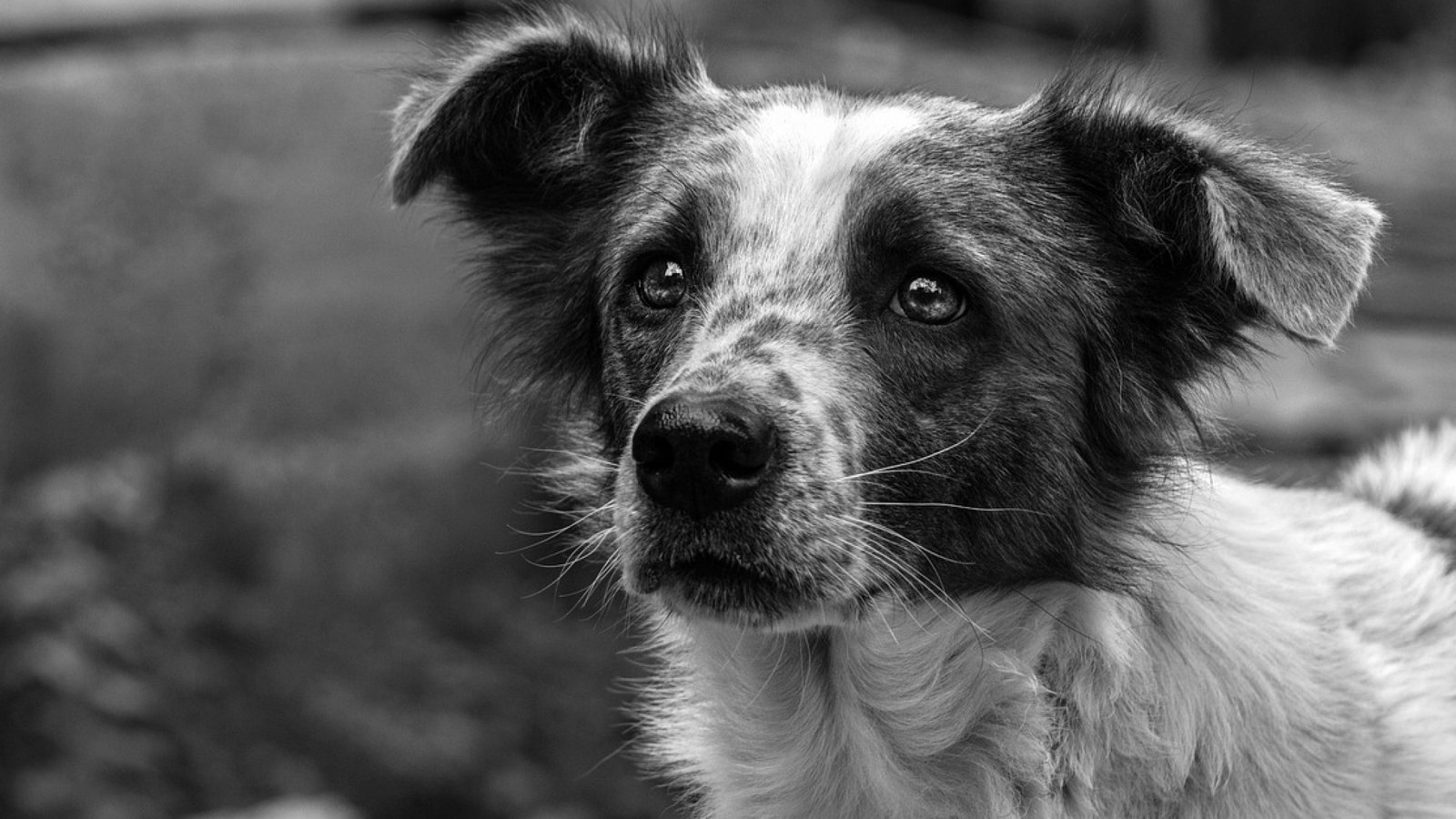 Día Mundial del perro mestizo en El Cronista, Información General