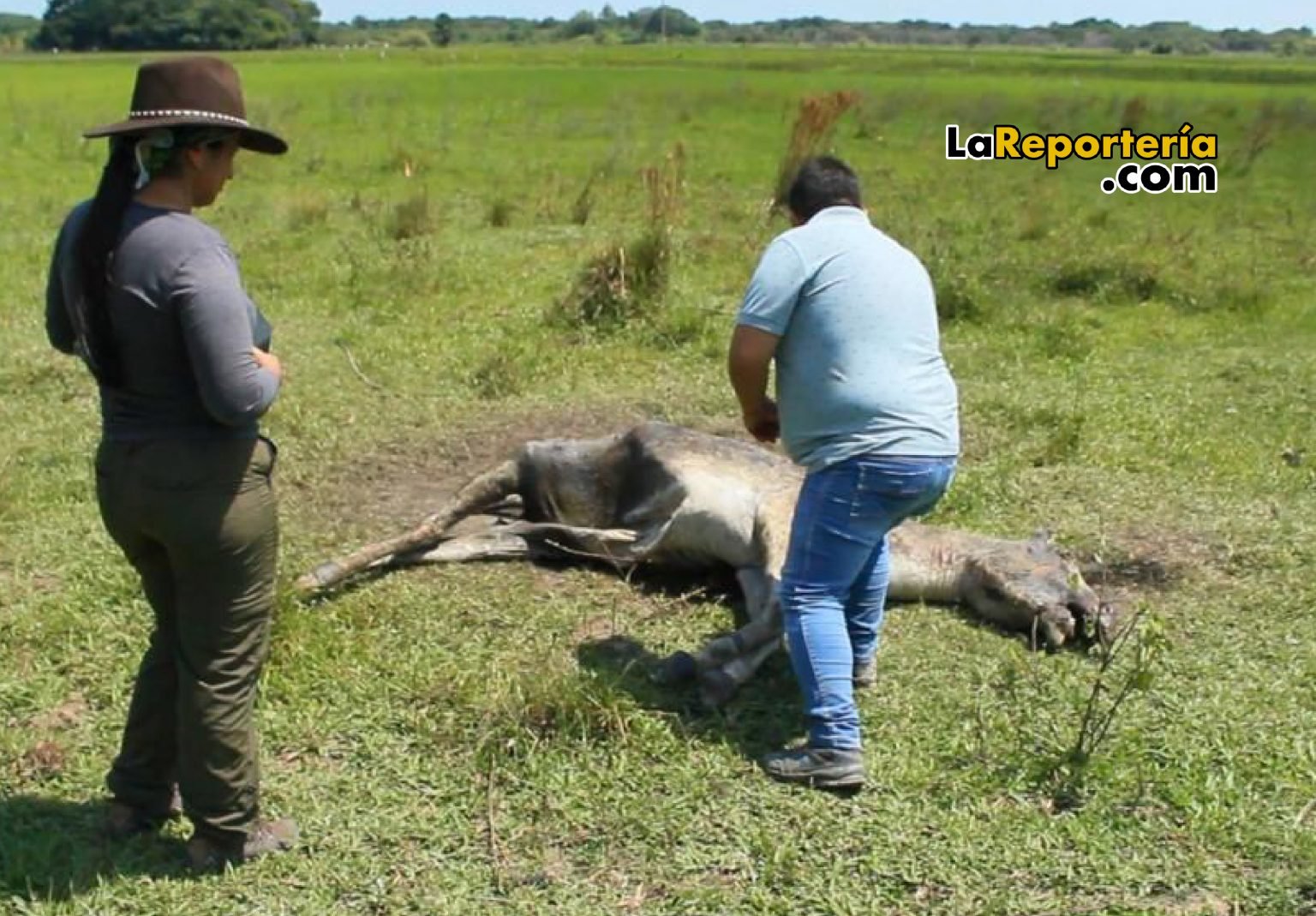 Imagen relacionada con Feroz ataque de un felino causa la muerte de un ternero en Puerto Esperanza, alarmando a productores.