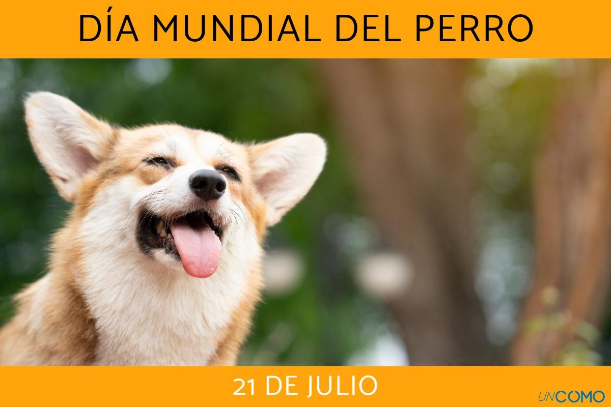 Día Mundial del perro mestizo en El Cronista, Información General