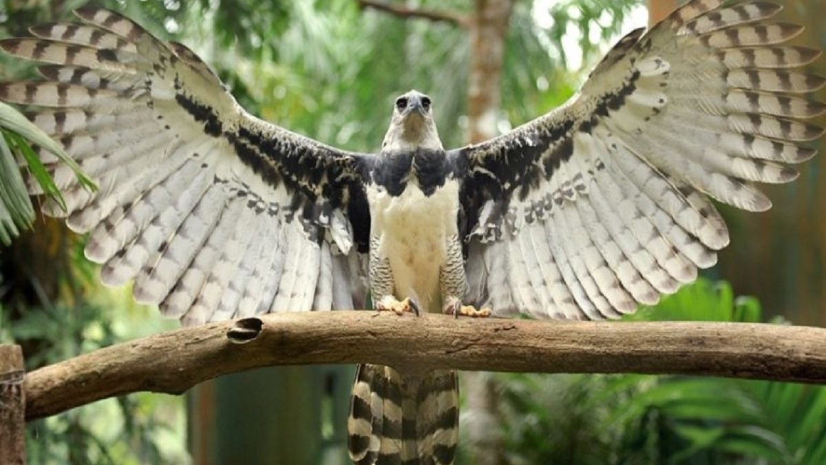 Tras veinte años sin dejar rastro, reapareció en Argentina una de las aves más poderosas de Sudamérica en El Cronista, Información General