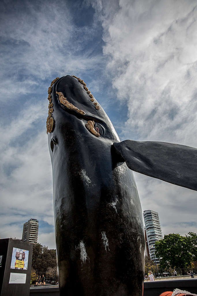La Última Gran Caza de Ballenas en Mar del Plata Argentina