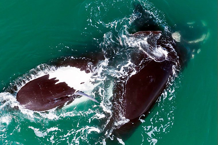La Última Gran Caza de Ballenas en Mar del Plata Argentina