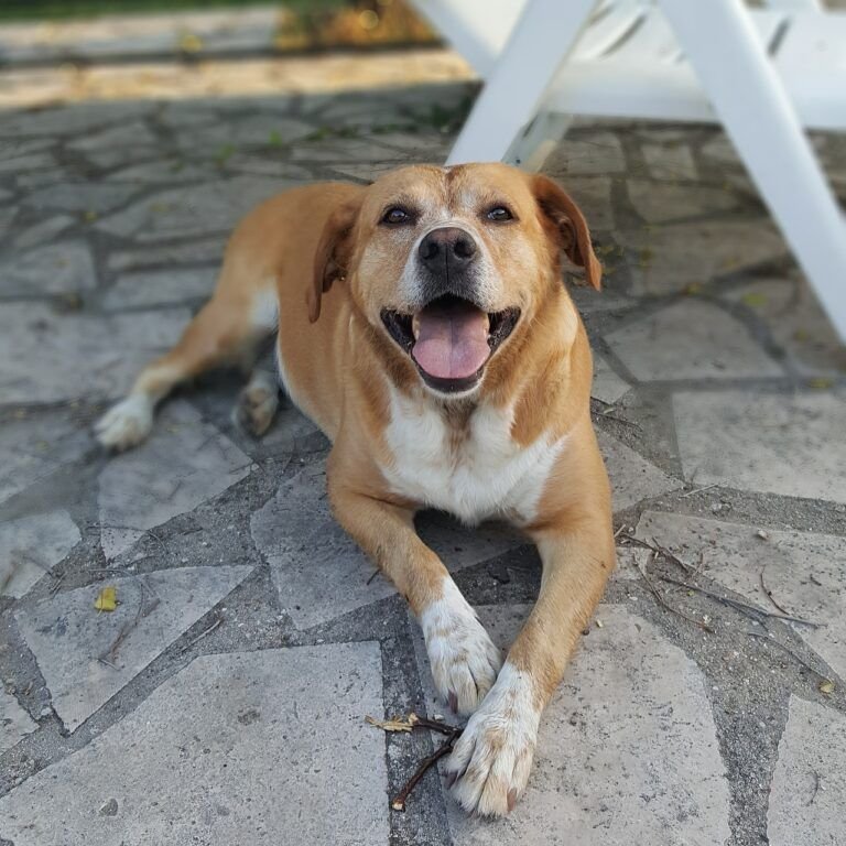El l Perro en Argentina Homenaje a la Lealtad Argentina