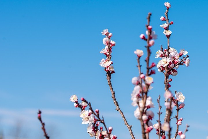 Las flores de ciruelo son delicadas, blancas o rosadas. Foto: Freepik.