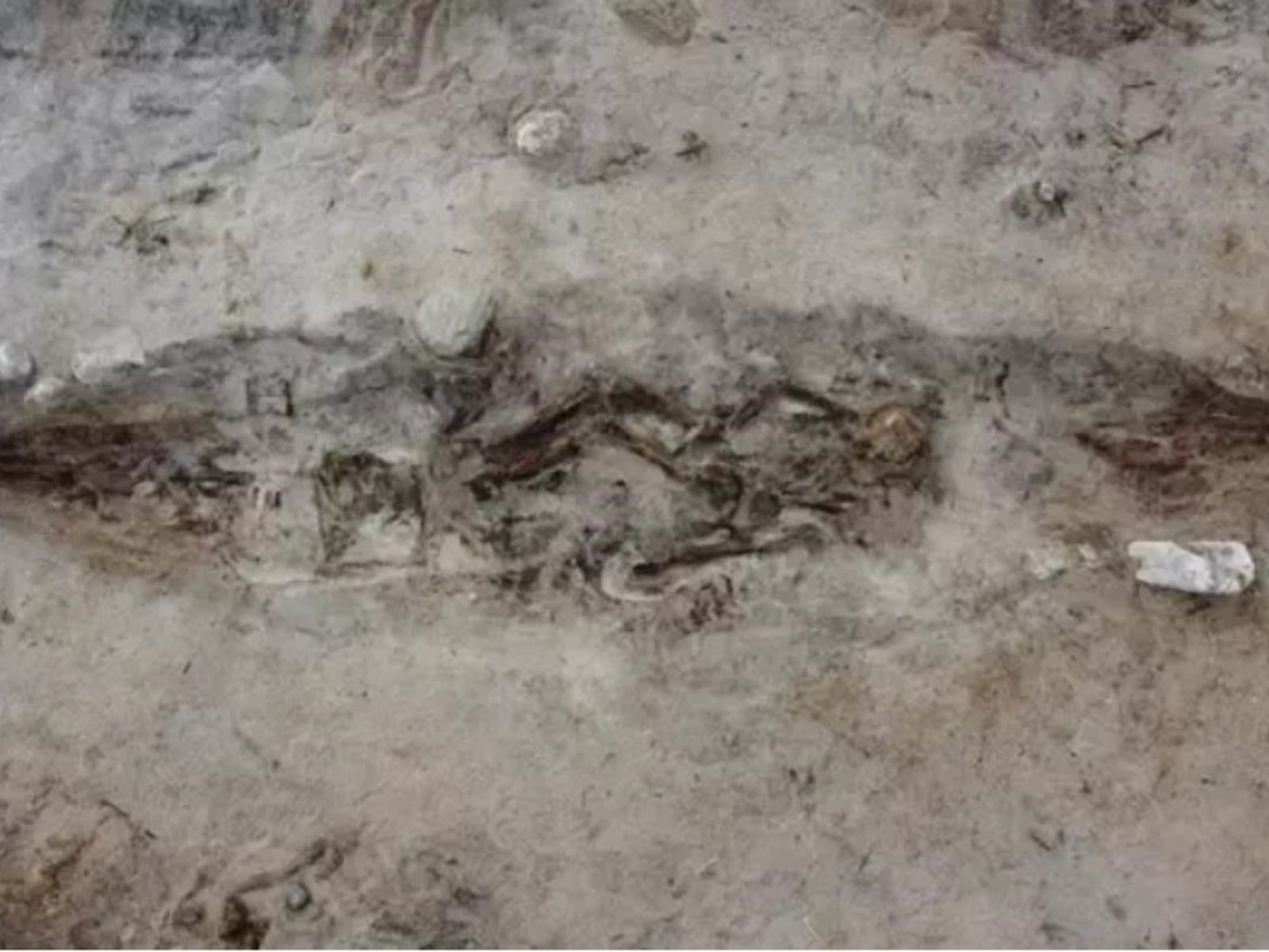 Un hallazgo que revela la conexión entre humanos y animales en la cultura vikinga El descubrimiento de una barca funerar... Descubre más sobre funerarias, ap...