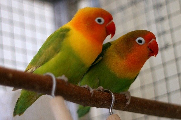Imagen de mascota exótica