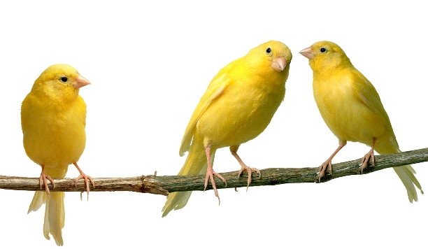 Imagen de mascota exótica