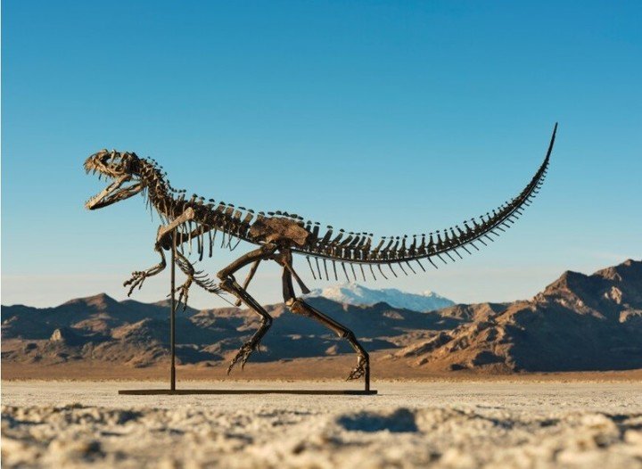 Un espécimen juvenil de Ceratosaurus nasicornis, uno de los cuatro esqueletos de Ceratosaurus que se sabe que existen, se exhibirá en una exposición de Sotheby's a partir de julio. Foto: Matthew Sherman/Sotheby's