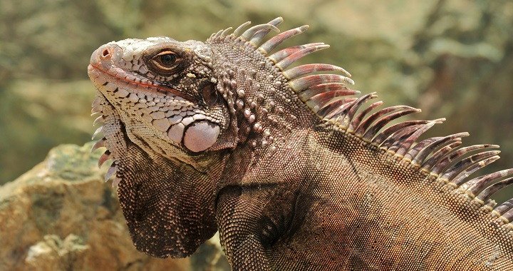 Imagen de mascota exótica