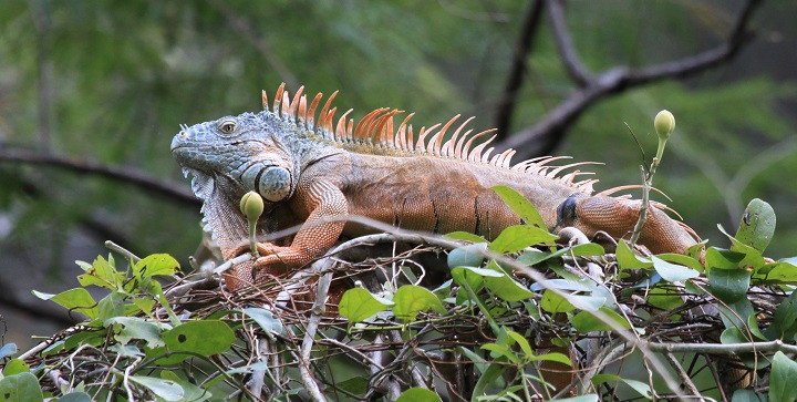 Imagen de mascota exótica