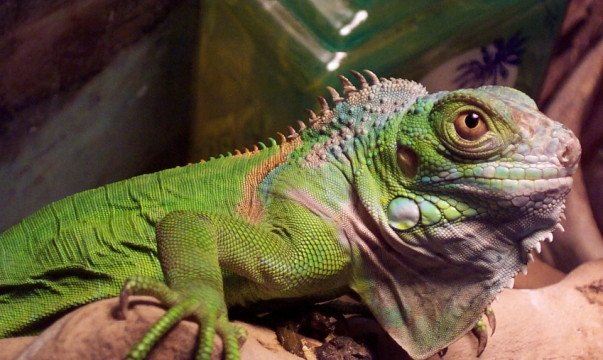 Imagen de mascota exótica