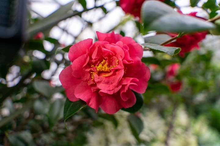 Las camelias aparecen durante el final del invierno y pueden mantenerse por semanas. Foto: Freepik.