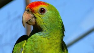 Imagen de mascota exótica