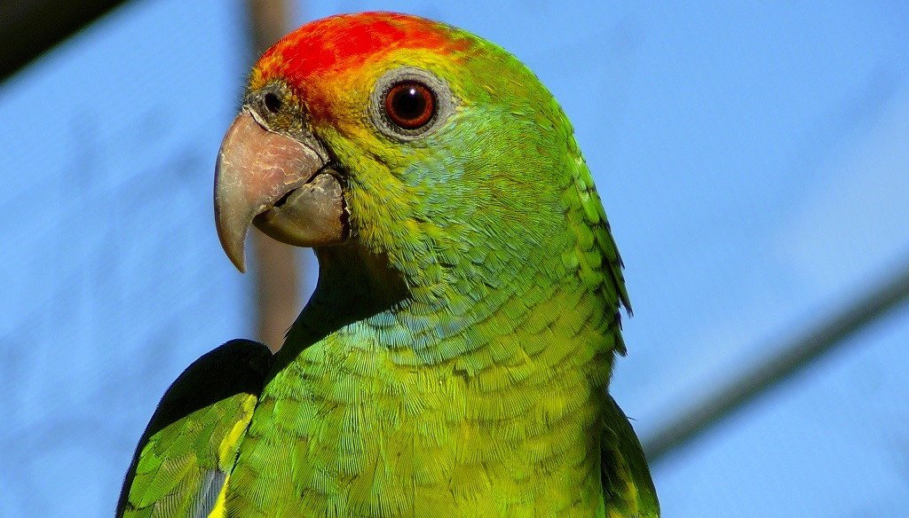 Imagen de mascota exótica