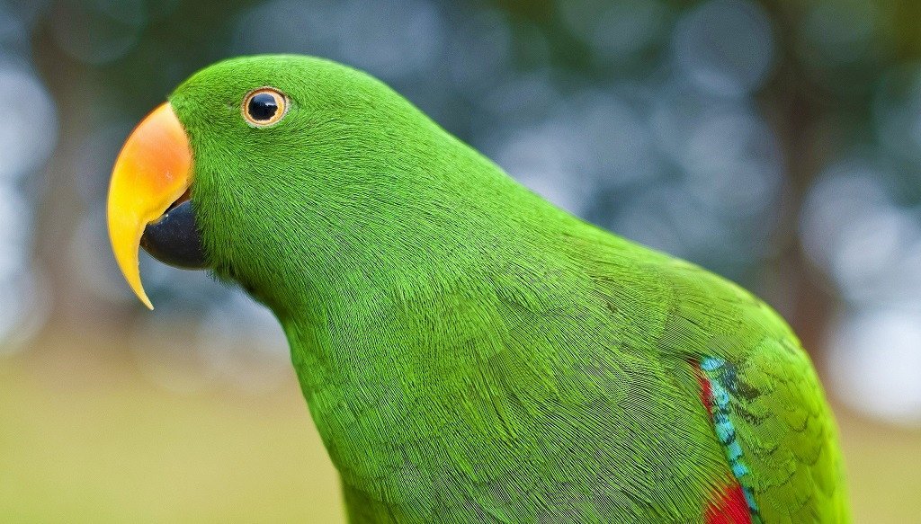 Imagen de mascota exótica