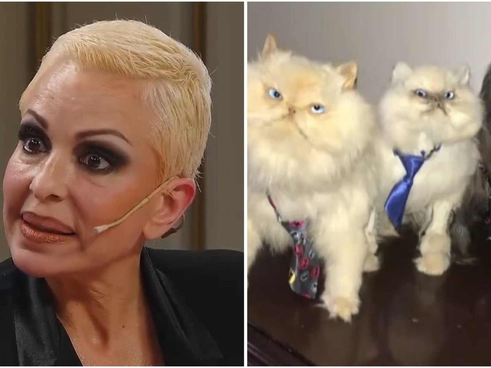 El inusual legado de amor de una actriz hacia sus mascotas En el reciente episodio de La Noche de Mirtha, la actriz y ex... Descubre más sobre tecnología arg...
