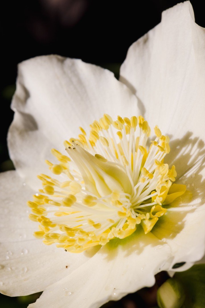 La caída de sus flores blancas coincide con el cierre de la temporada estival. Foto: Freepik.
