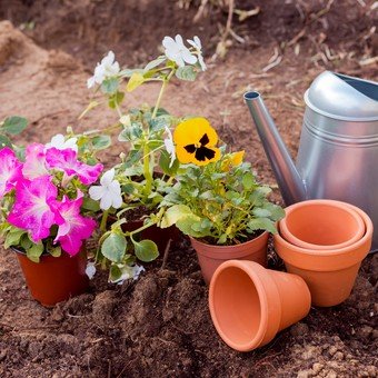 Qué sembrar en junio: la planta que florece rápido, resiste el frío y llena el jardín de color en primavera