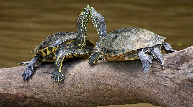 Imagen de mascota exótica