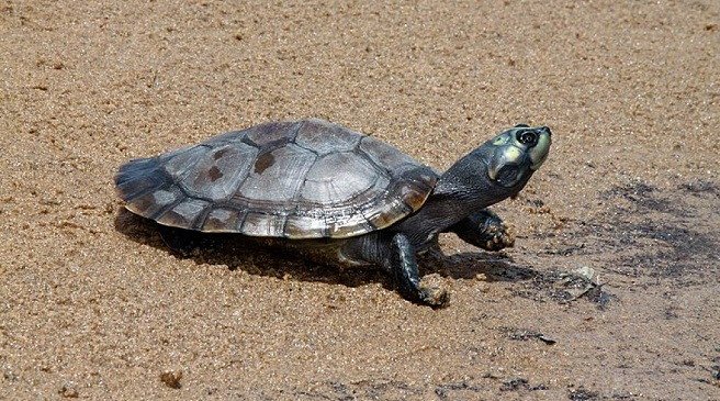 Imagen de mascota exótica