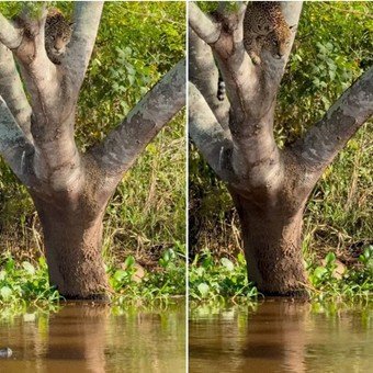 Impactante video con final imprevisto: volvió a atacar Mick Jaguar, el felino que devora caimanes