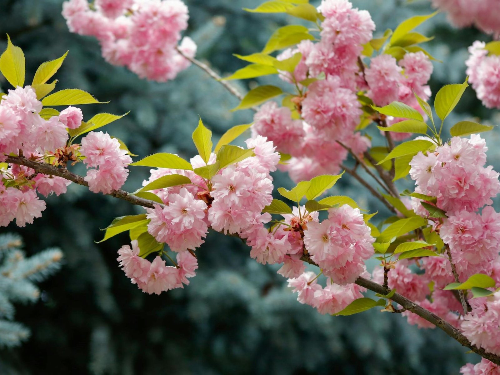 Estos cerezos cubren el paisaje con una copiosa lluvia de pétalos. Foto: Pexels