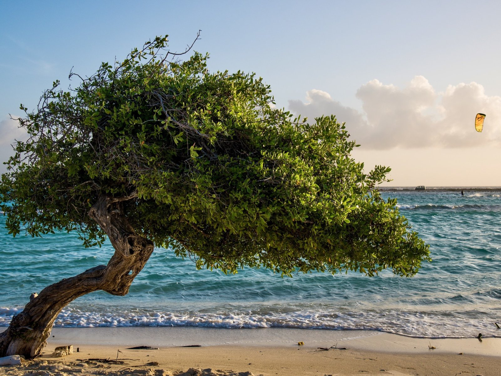 Un símbolo vegetal que marca la transición estacional En el corazón del sur de Chile, un árbol nativo se prepara para an... Descubre más sobre esencial, vald...
