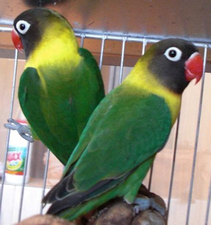 Imagen de mascota exótica