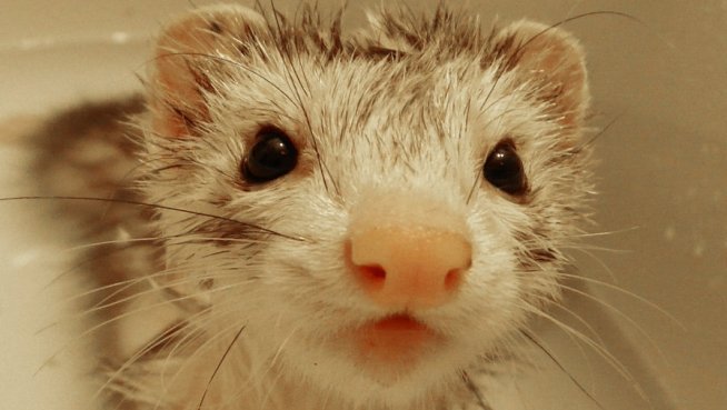 Imagen de mascota exótica