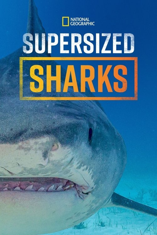 All the Sharks trailer: Photograph sharks, win money in Netflixs new reality competition