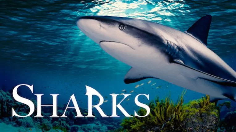 All the Sharks trailer: Photograph sharks, win money in Netflixs new reality competition