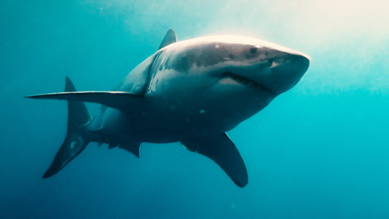 All the Sharks trailer: Photograph sharks, win money in Netflixs new reality competition