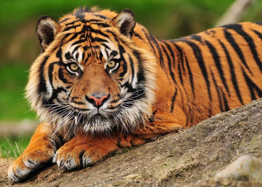 Why there's a 30-foot, 15K-pound fiberglass tiger circling the Men's College World Series
