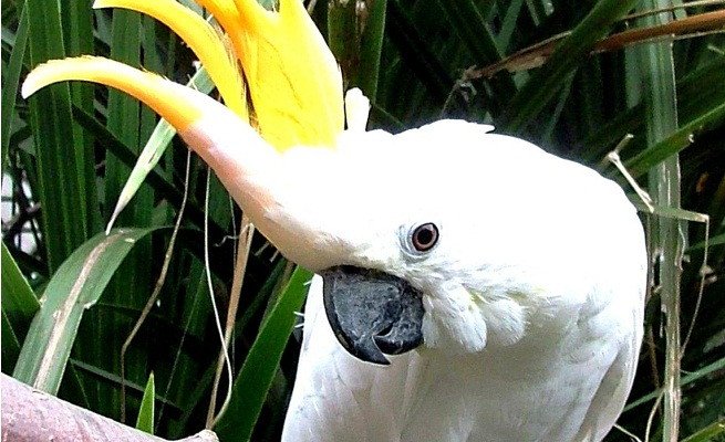 Imagen de mascota exótica