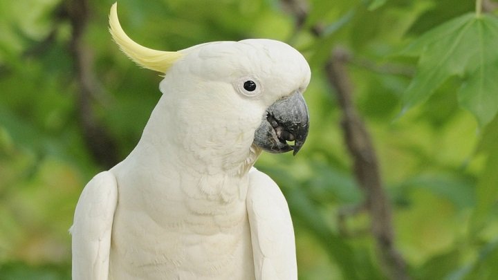 Imagen de mascota exótica
