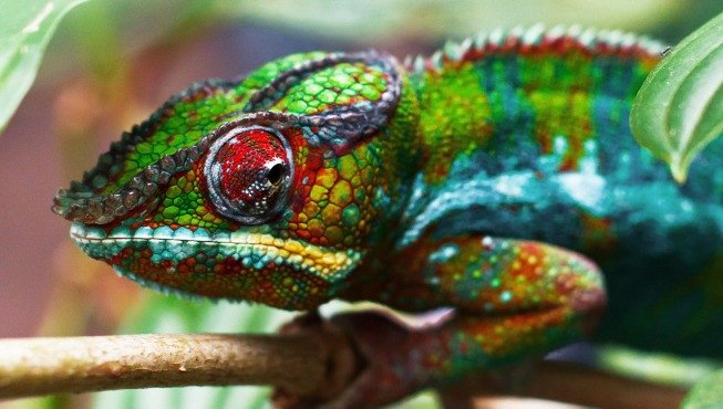 Imagen de mascota exótica