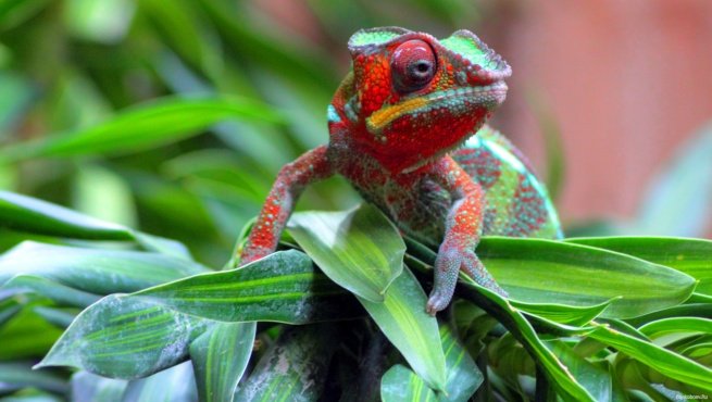 Imagen de mascota exótica