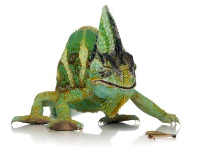Imagen de mascota exótica