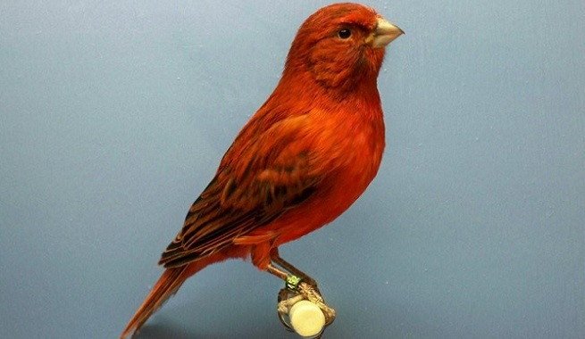 Imagen de mascota exótica