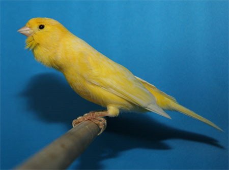 Imagen de mascota exótica