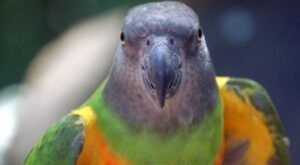 Imagen de mascota exótica