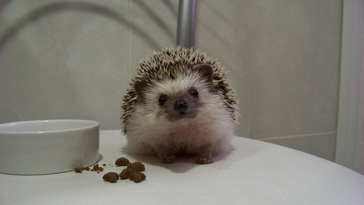 Imagen de mascota exótica