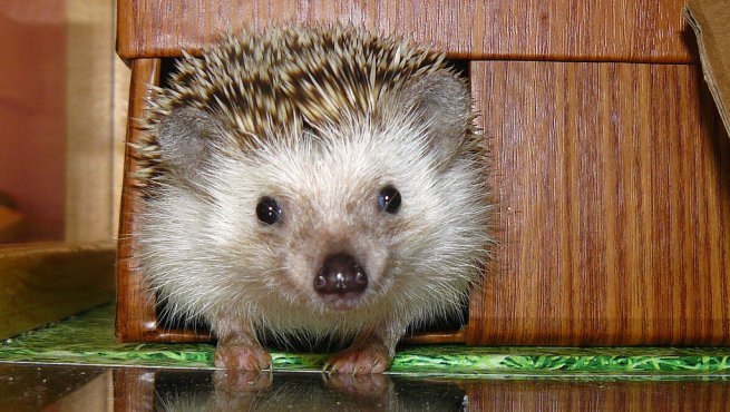 Imagen de mascota exótica