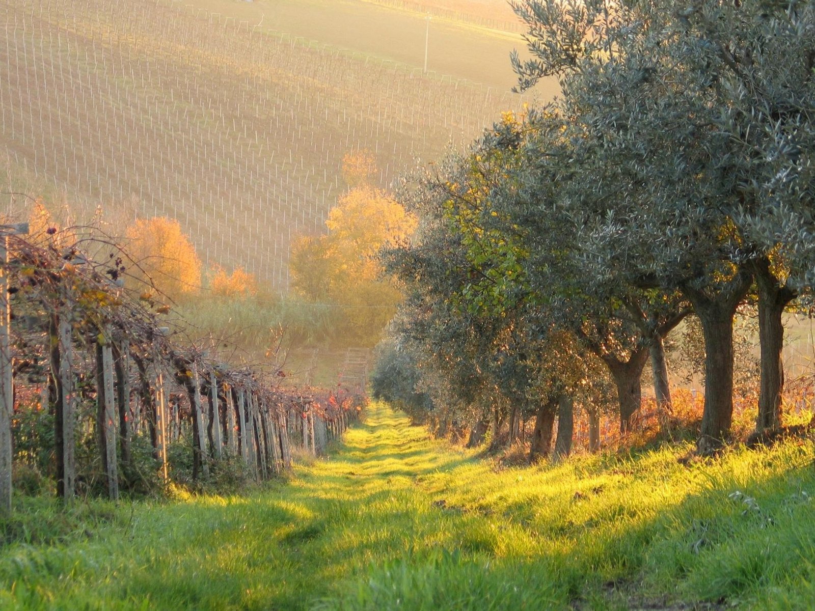  Un rincón mágico donde la primavera florece en esplendor A finales de marzo, cuando la primavera despierta en Españ... Descubre más sobre ocurre, llamad...