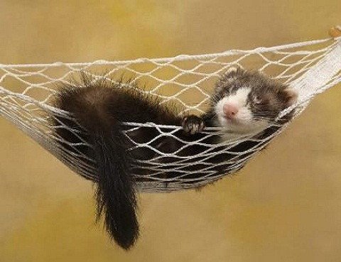 Imagen de mascota exótica