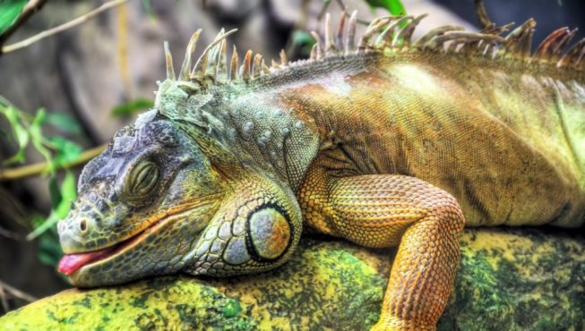Imagen de mascota exótica