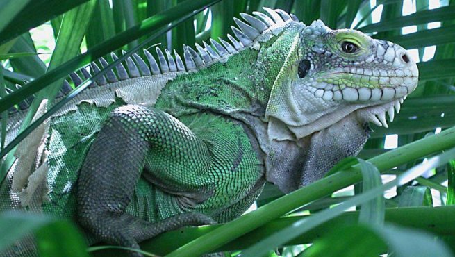 Imagen de mascota exótica